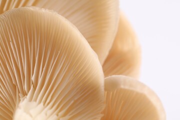 Fresh oyster mushrooms on white background, macro view