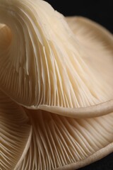 Macro view of fresh oyster mushrooms as background