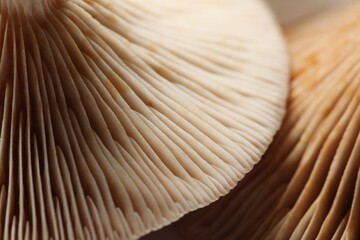 Raw forest mushrooms as background, macro view