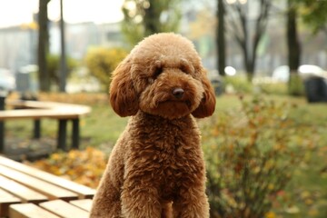 Cute dog on wooden bench in autumn park