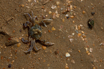 crab on the sand crab skin in the sun under the sun