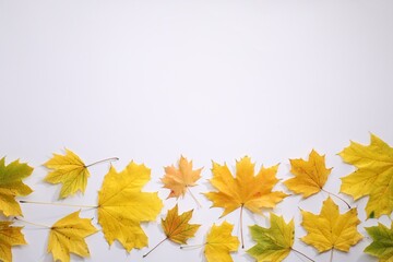 Beautiful autumn leaves on white background, top view. Space for text