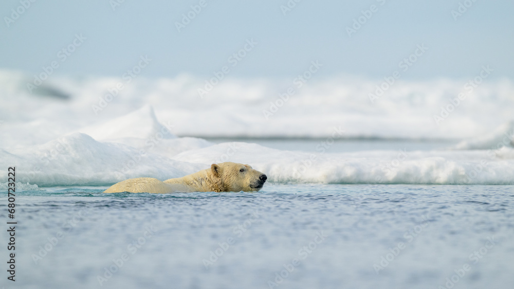 Wall mural polar bear (ursus maritimus) swimming in icy water, svalbard, norway