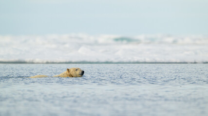 Polar bear (Ursus maritimus) swimming in icy water, Svalbard, Norway