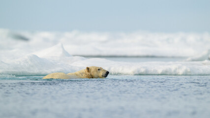 Polar bear (Ursus maritimus) swimming in icy water, Svalbard, Norway - obrazy, fototapety, plakaty