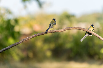 A two Great Tits, Parus major, perching on twig.