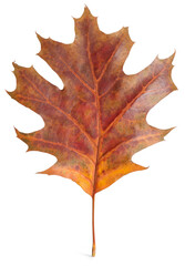 Autumn season. Oak leaf isolated on white