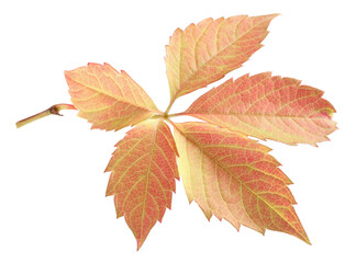 Naklejka na ściany i meble Autumn season. Bright leaf isolated on white