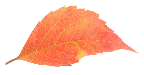 Autumn season. Bright leaf isolated on white
