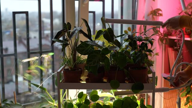 Woman installing flexible phyto lamp with clip at home to grow houseplants in cold time. Purple light photo lamp with glow light for plants in pots. Artificial lighting winter garden cultivation.