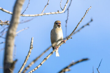 枝にとまるシメ