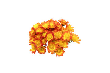 白バックのオレンジ色の菊の花束