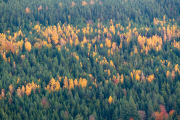 Vue sur une forêt en automne