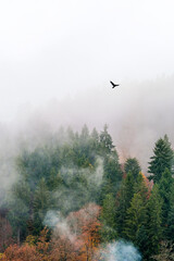 Oiseau qui s'envole dans le brouillard d'une for&ecirc;t d'automne