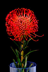 leucospermum flower growing in a greenhouse