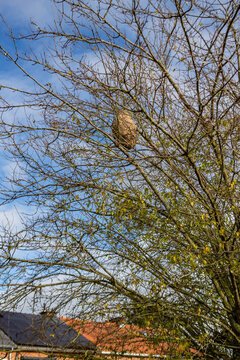 Nid de frelons asiatiques dans un arbre proche de maisons