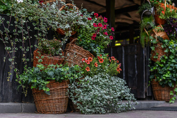 Fototapeta na wymiar Baskets with green plants and flowers decorate entrance to outdoor cafe.Selective focus. 