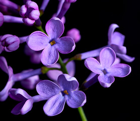 Fototapeta na wymiar lilac flower growing on a black background