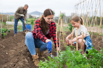 Farmers family, mother and daughter together planting seedlings at a farm on a sunny day