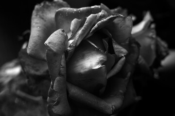Closeup view of a rose