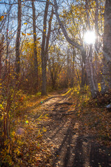 Obraz premium autumn forest in the morning