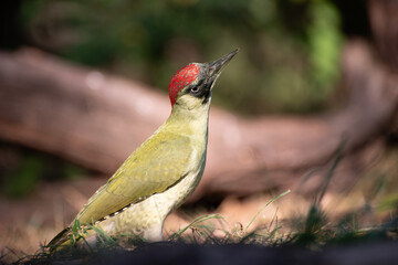 The European green woodpecker Picus viridis is a large green woodpecker with a bright red crown and a black moustache.