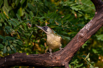 The European green woodpecker Picus viridis is a large green woodpecker with a bright red crown and a black moustache.