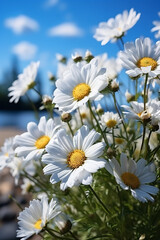 Fototapeta premium Beautiful spring summer natural floral background with daisy flowers in front of bright blue sky with white clouds on nature