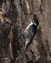 woodpecker on tree