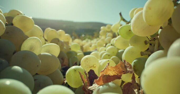 Background video of grape branches. Grapes are the fruit picked in the vineyards for making wine. High quality 4k footage