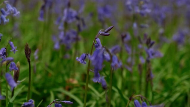 A carpet of bluebells in Epping Forest, London. Almost half the worlds bluebells are found in the UK and illegal to pick them