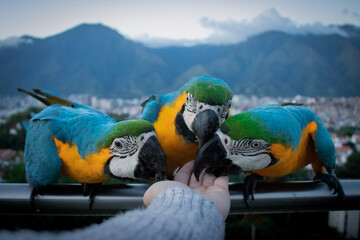 Three parrots eating