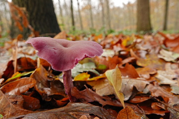 Closeup on the small brightly purple colored and edible amethyst deceiver mushroom, Laccaria...