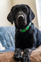 Black labrador dog sitting on a chair, looking serious
