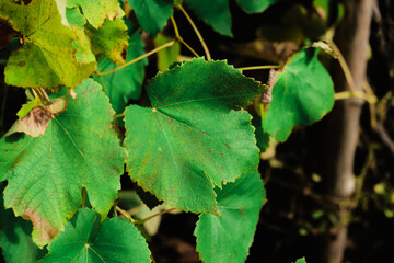 Grape leaves in vineyard. Grape leaves vine branch with tendrils and young leaves. Small grape branch with green leaves