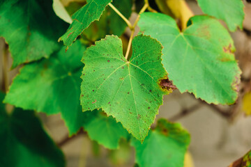 Grape leaves in vineyard. Grape leaves vine branch with tendrils and young leaves. Small grape branch with green leaves