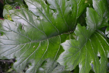 Acanthus mollis know as bear's breeches green foliage background wallpaper stock image photo