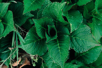 Red Shiso or peppermint or some green grass melissa growing up in the agricultural field, helpful...