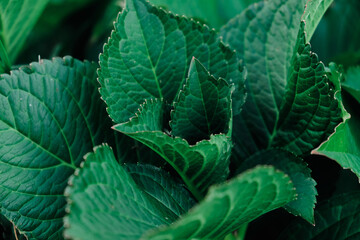 Red Shiso or peppermint or some green grass melissa growing up in the agricultural field, helpful herb in an agricultural field