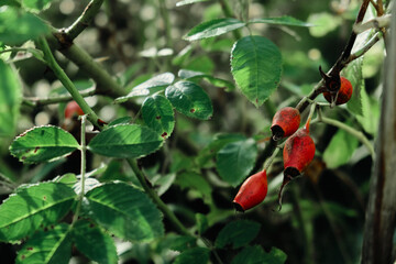 Rosehip close-up on the branches of a bush. Ripe rose hips grow in the garden.