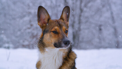PORTRAIT, CLOSE UP: Big snowflakes falling on cute doggy sitting in snowy forest