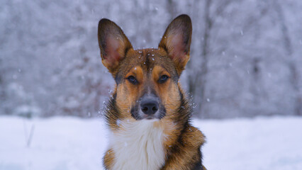 PORTRAIT, CLOSE UP: Young brown dog is posing for the camera in snowy forest