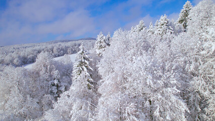 AERIAL: White forest treetops bending under the weight of freshly fallen snow - obrazy, fototapety, plakaty