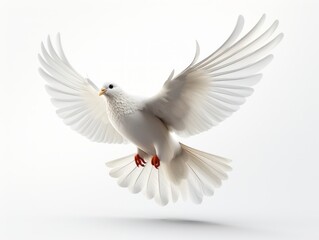 White dove flying in isolated background