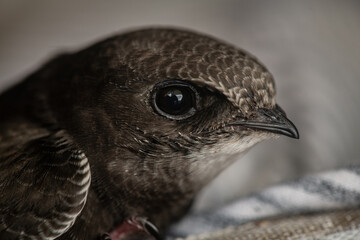 Small swift close-up at home, saving wild birds, feeding chicks - 680739439