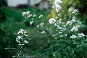 Chamomile flowers field. Beautiful blooming medical roman chamomiles. Herbal medicine, aromatherapy concept. Selective focus