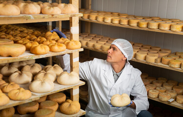Skilled cheesemaker checking aging process of hard goat cheese in special maturing chamber at...