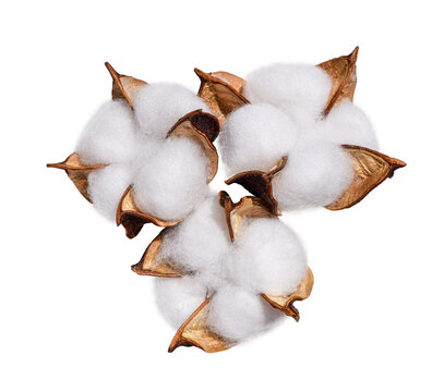 Group of cotton flowers isolated cutout on transparent