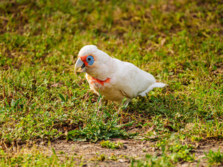  Corella Eating Bug