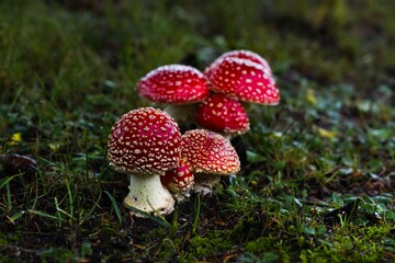 Tiny red toadstools flourish under a spruce tree on grassy terrain, capturing the enchantment of a miniature woodland scene.